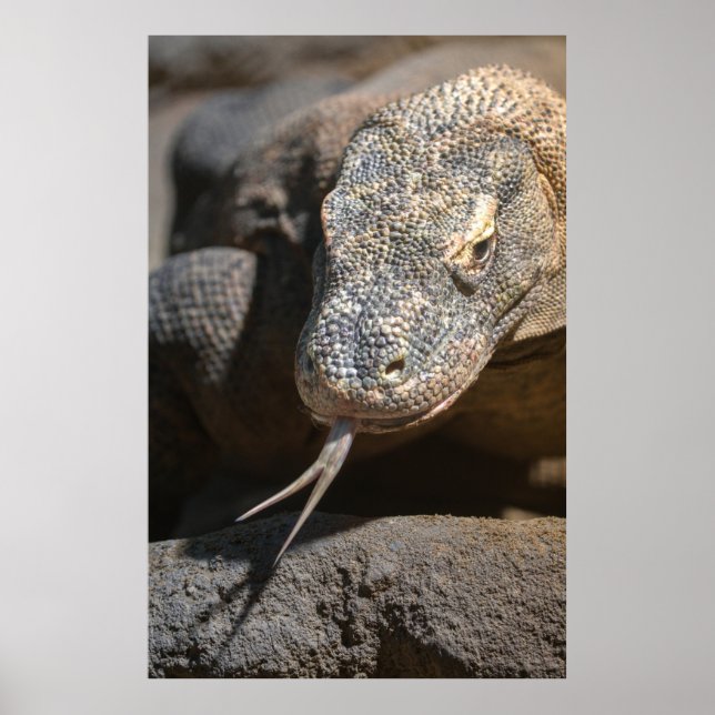 Komodo Dragon Sticking Out His Tongue Poster (Front)