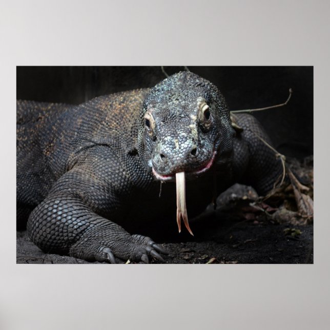 komodo dragon tongue out drooling poster (Front)