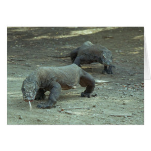 Komodo Dragons