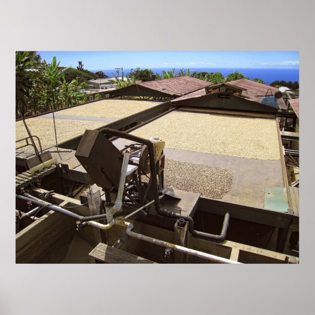 KONA COFFEE BEANS DRYING IN THE SUN - HAWAII POSTER (Front)
