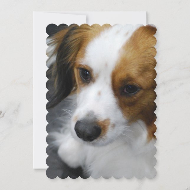 Kooikerhondje Puppy Invitation (Front)