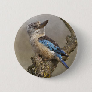 Kookaburra Badge