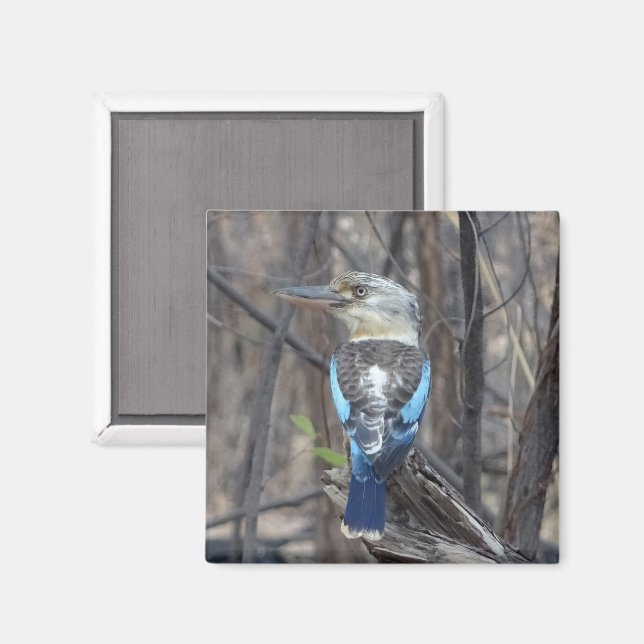 Kookaburra Bird Magnet (Front/Back)