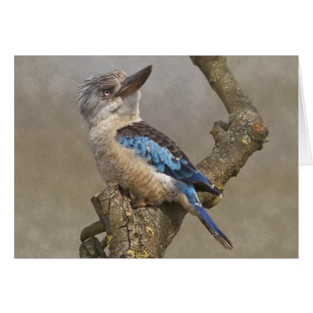 Kookaburra Card (Front Horizontal)