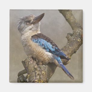 Kookaburra Magnet