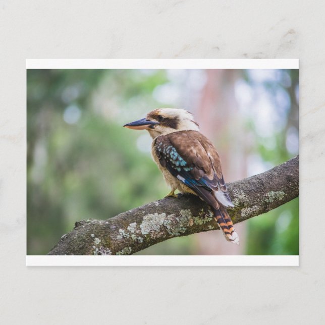 Kookaburra on branch postcard (Front)