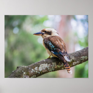 Kookaburra on branch poster