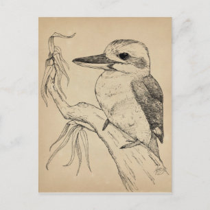 Kookaburra Postcard