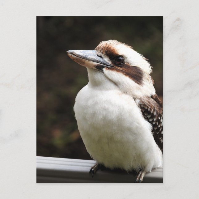 Kookaburra Postcard (Front)