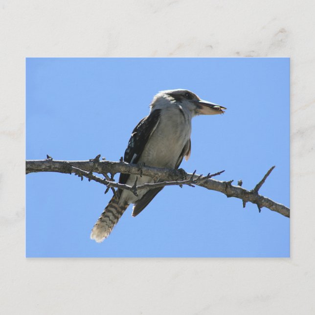 Kookaburra Postcard (Front)