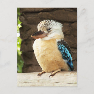 Kookaburra Postcard
