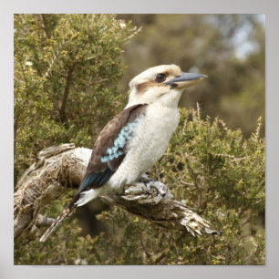 Kookaburra Poster