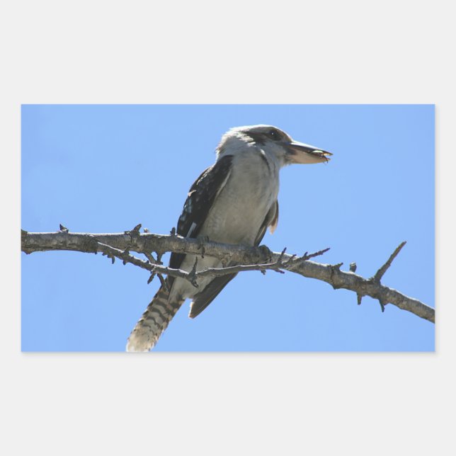 Kookaburra Rectangular Sticker (Front)