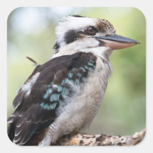 Kookaburra seen on Fraser Island Square Sticker