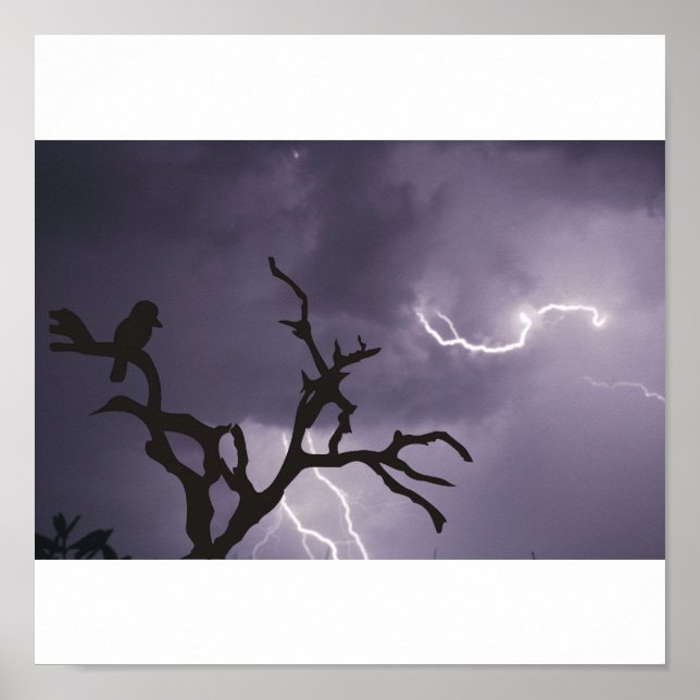Kookaburra Storm Poster (Front)