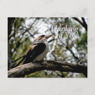 Kookaburra Thoughts Postcard
