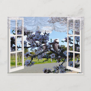 Kookaburras In My Window,  Postcard