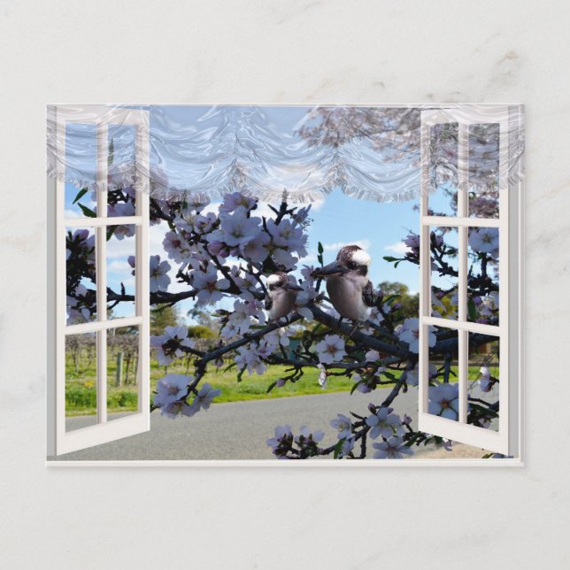Kookaburras In My Window,  Postcard (Front)