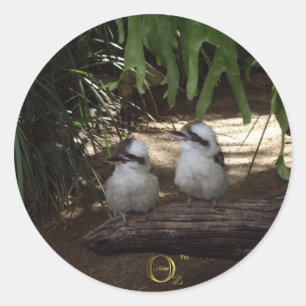 Kookaburras Laughing Classic Round Sticker