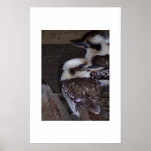 Kookaburras Poster