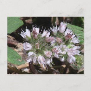 Kooskooskia Idaho Flora Flowers Botany Wildflower Postcard