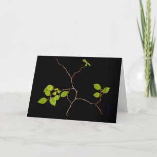 Korean Horbeam Bonsai card