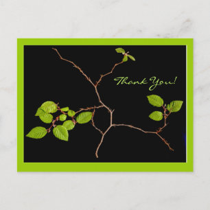 Korean Hornbeam bonsai thank you Postcard