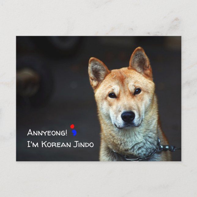 Korean jindo dog postcard (Front)