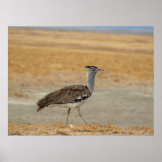 Kori Bustard — Africa’s Heaviest Flying Bird Poster