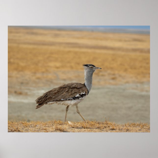 Kori Bustard — Africa’s Heaviest Flying Bird Poster (Front)