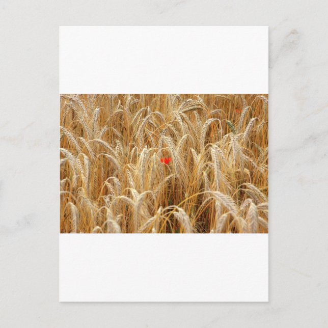 Kornblume Postcard (Front)