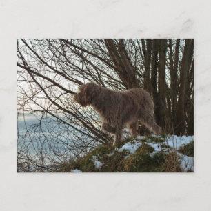 - Korthals Griffon -Tsjip pointing Postcard