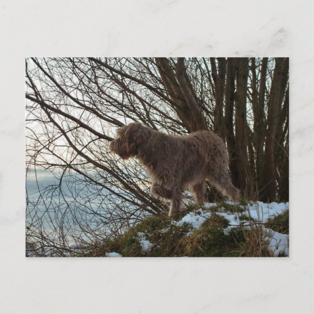 - Korthals Griffon -Tsjip pointing Postcard (Front)