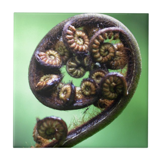 Koru unfurling fern frond tile (Front)