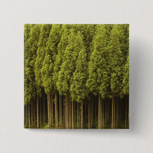 Koya Sugi Cedar Trees 15 Cm Square Badge (Front)