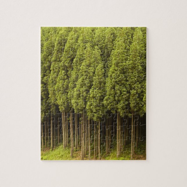 Koya Sugi Cedar Trees Jigsaw Puzzle (Vertical)