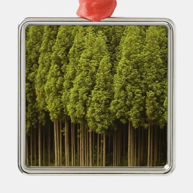 Koya Sugi Cedar Trees Metal Ornament (Front)