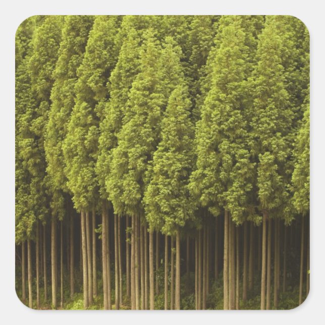 Koya Sugi Cedar Trees Square Sticker (Front)