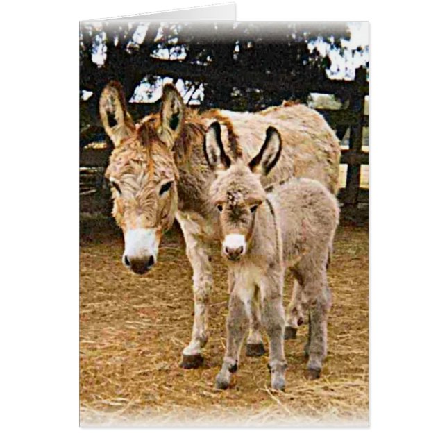 Kriiter Korner (Front)