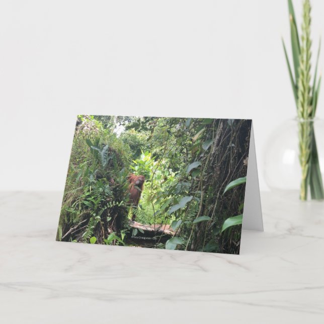 Krista Orangutan Explores Rainforest, Indonesia Card (Front)