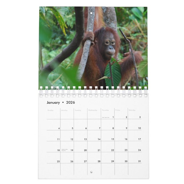 Krista Orangutan wildlife conservation Calendar (Jan 2026)