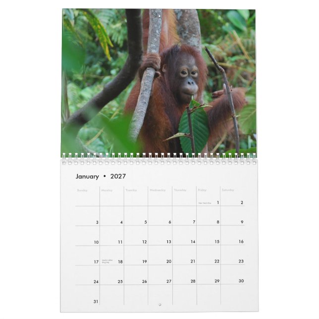 Krista the Orangutan Orphan 2013 wildlife charity Calendar (Jan 2027)