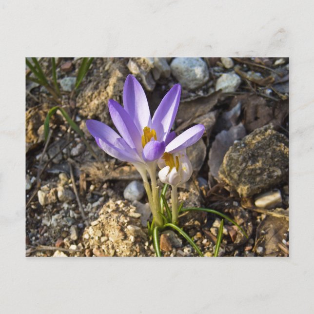 krocos spring flower nature postacard postcard (Front)