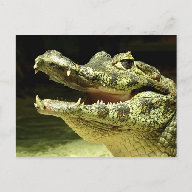 Krokodil / Crocodile Postcard (Front)