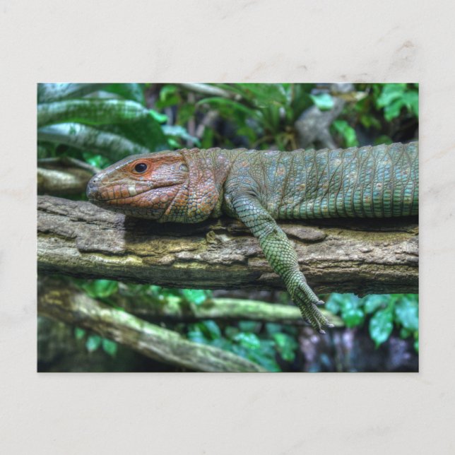 Krokodilteju Postcard (Front)