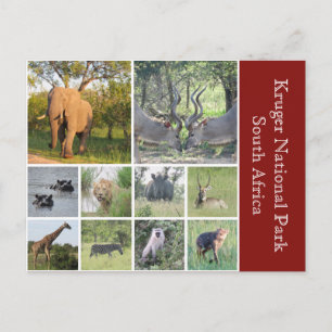 kruger animals postcard
