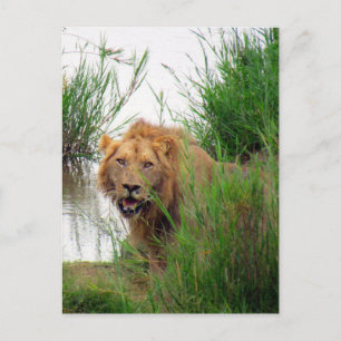 kruger lion postcard