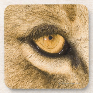 Kruger National Park, Limpopo Province Coaster