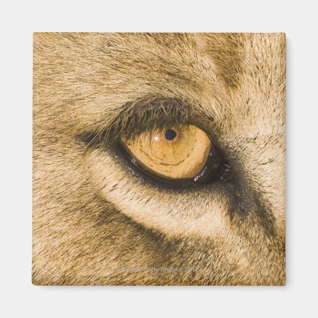 Kruger National Park, Limpopo Province Magnet (Front)