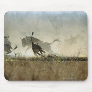 Kruger National Park, Mpumalanga Province, South 3 Mouse Pad